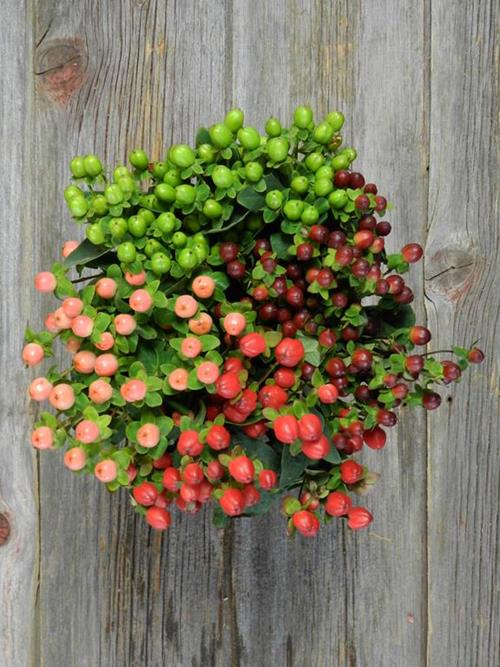 4 COLOR MIX W/ GREEN ASSORTED HYPERICUM